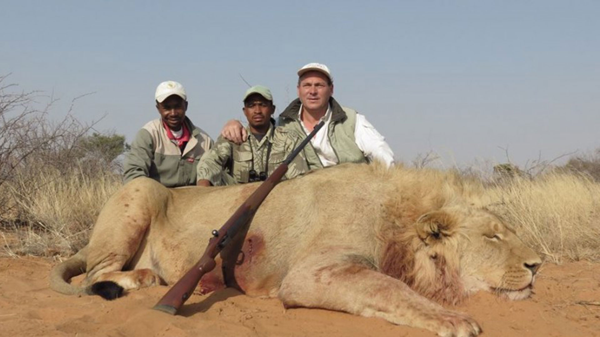 VIDEO) Millonarios practican “caza enlatada” de leones en Sudáfrica -  